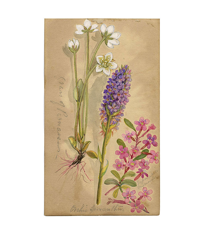 Grass-of-parnassus & Orchia Spiranthus Flower, Switzerland – c.1880 watercolour