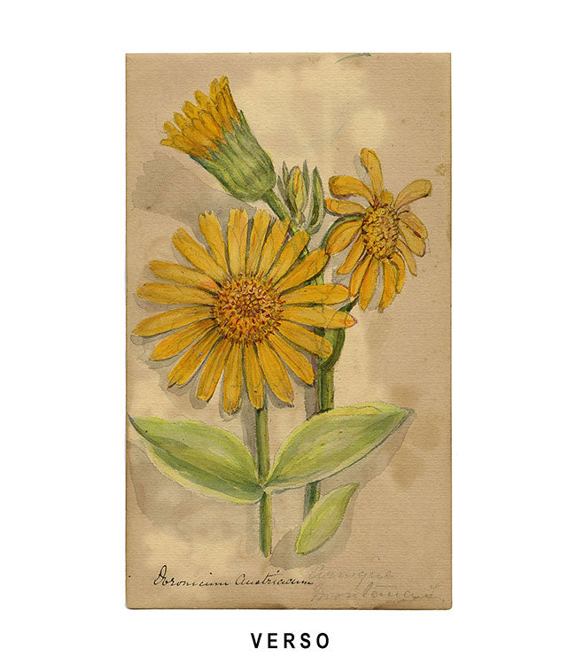 Grass-of-parnassus & Orchia Spiranthus Flower, Switzerland – c.1880 watercolour