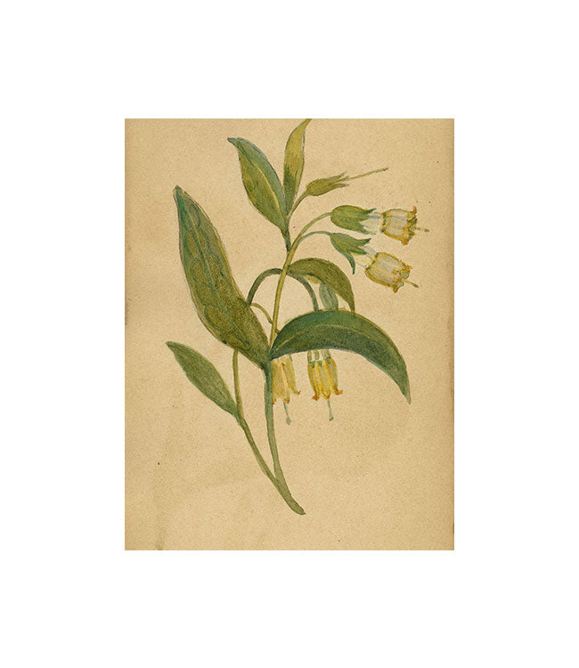 Yellow Alpine Bell Flower, St Moritz, Switzerland – c.1880 watercolour painting