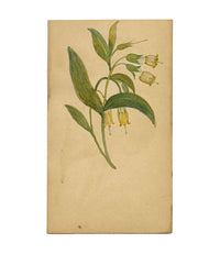 Campanula alpina gialla, St. Moritz, Svizzera – dipinto ad acquerello del 1880 circa