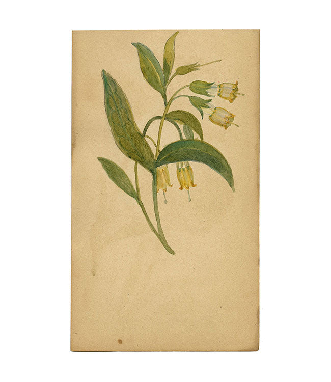 Campanula alpina gialla, St. Moritz, Svizzera – dipinto ad acquerello del 1880 circa