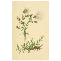Alpine Sandwort Flower in Miniature – early 19th-century watercolour painting