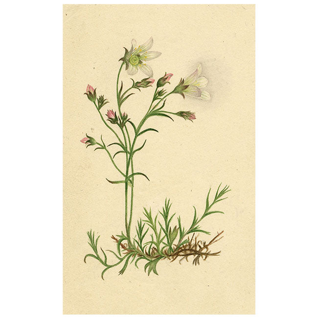 Alpine Sandwort Flower in Miniature – early 19th-century watercolour painting
