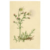 Alpine Sandwort Flower in Miniature – early 19th-century watercolour painting