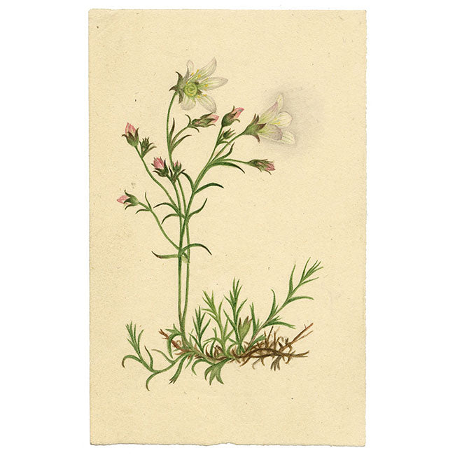 Alpine Sandwort Flower in Miniature – early 19th-century watercolour painting