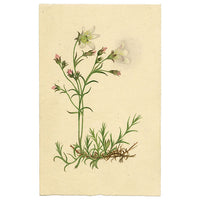 Alpine Sandwort Flower in Miniature – early 19th-century watercolour painting