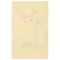 Alpine Sandwort Flower in Miniature – early 19th-century watercolour painting