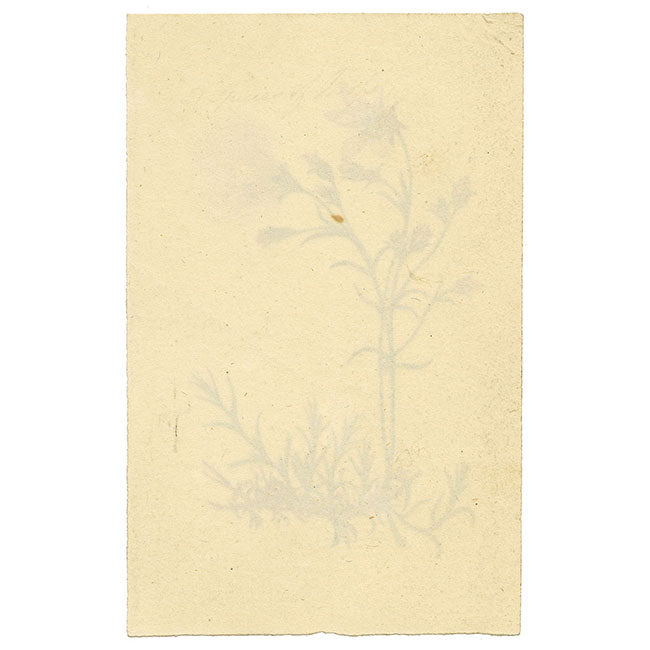 Alpine Sandwort Flower in Miniature – early 19th-century watercolour painting