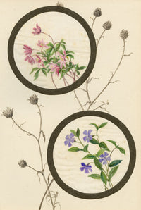Common Centaury & Periwinkle Flower – Early C20th watercolour on linen gauze