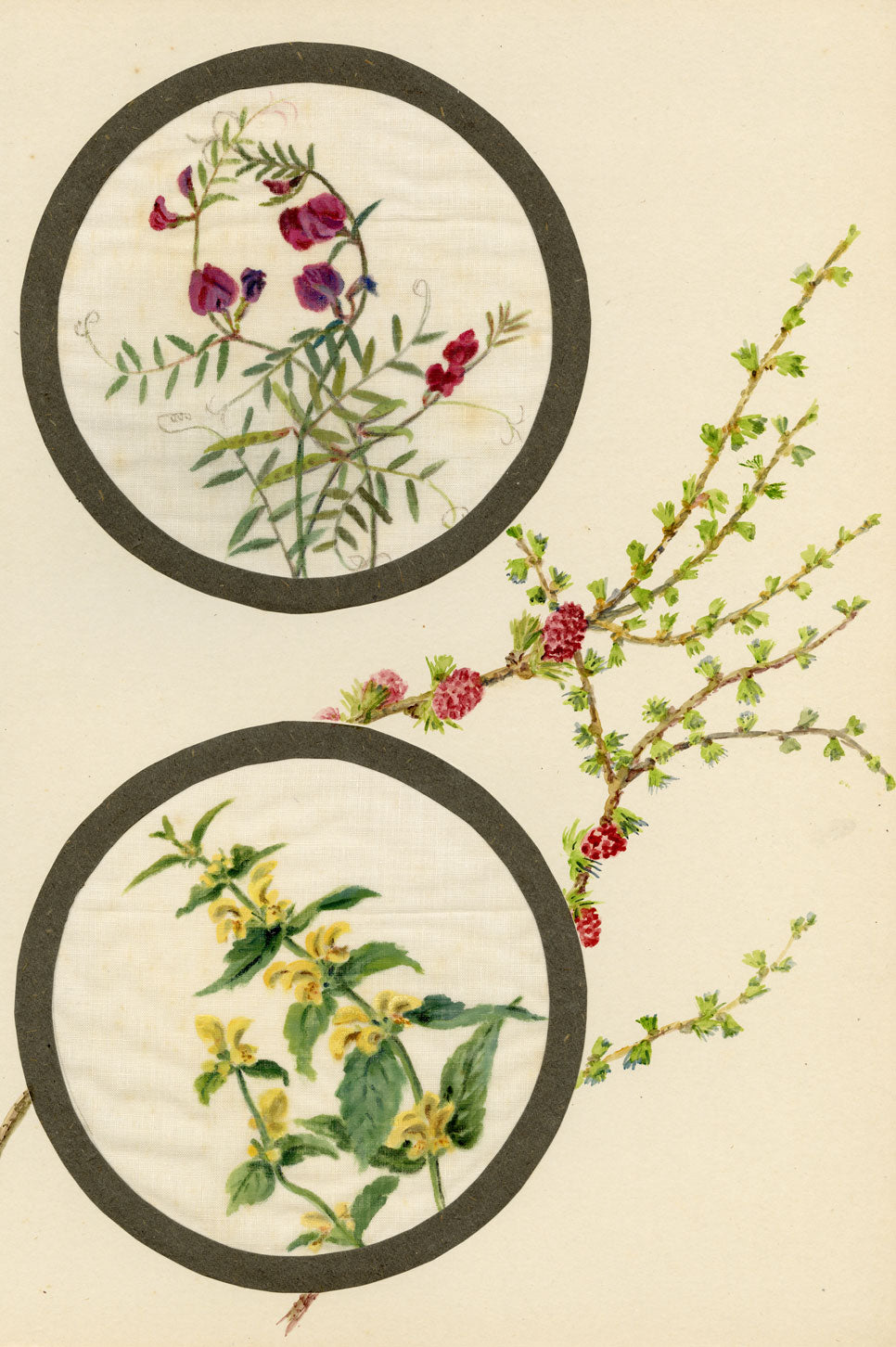 Common Vetch & Yellow Rattle Flower – Early C20th watercolour on linen gauze