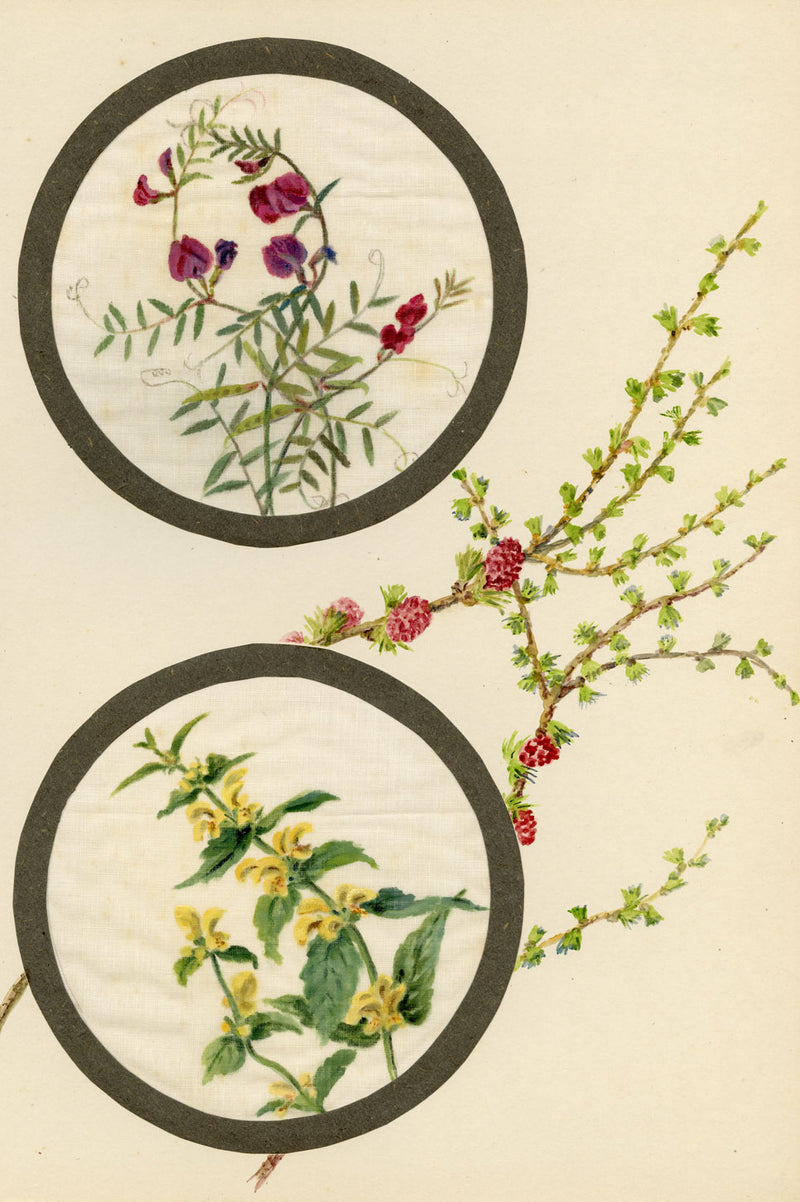 Common Vetch & Yellow Rattle Flower – Early C20th watercolour on linen gauze