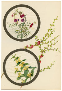 Common Vetch & Yellow Rattle Flower – Early C20th watercolour on linen gauze