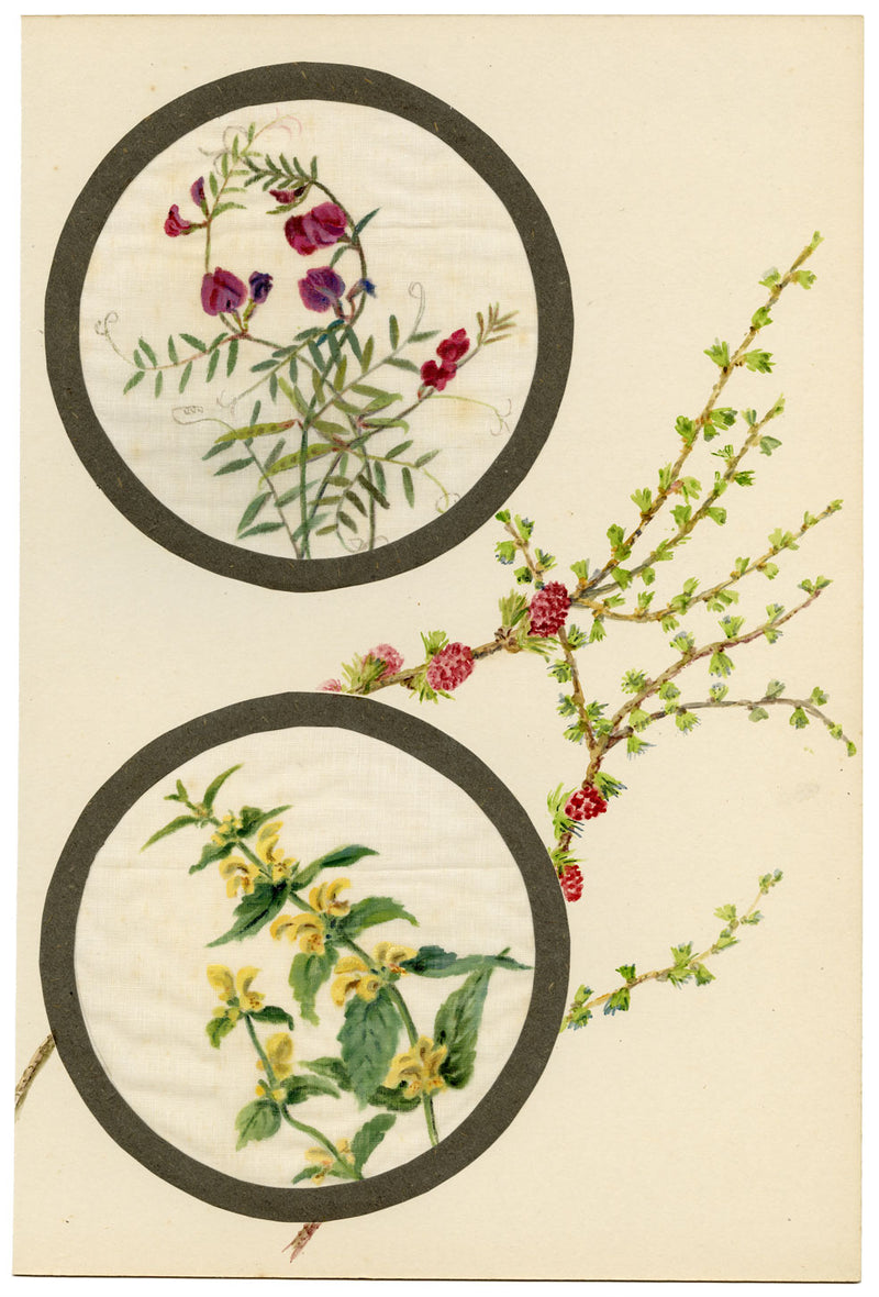 Common Vetch & Yellow Rattle Flower – Early C20th watercolour on linen gauze