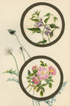 Bittersweet & Dog-rose Flower – Early 20th-century watercolour on linen gauze