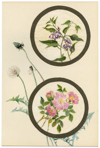 Fiore di rosa agrodolce e rosa canina – Acquerello su garza di lino di inizio XX secolo