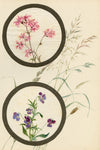 Ragged-Robin & Pansy Flower – Early 20th-century watercolour on linen gauze