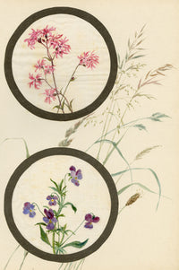 Ragged-Robin & Pansy Flower – Early 20th-century watercolour on linen gauze