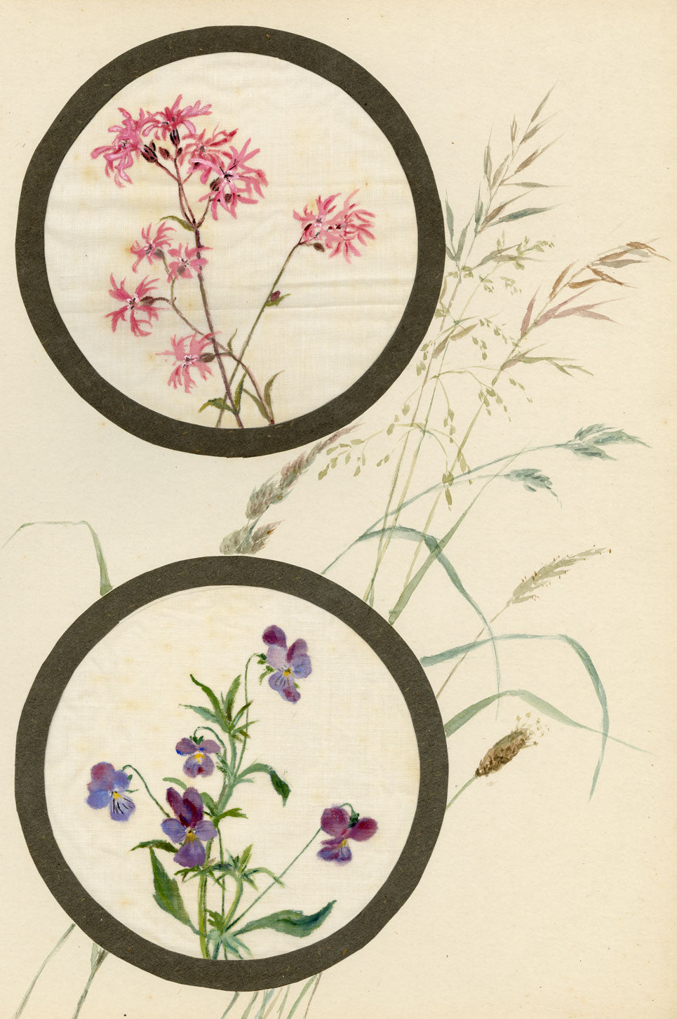 Ragged-Robin & Pansy Flower – Early 20th-century watercolour on linen gauze