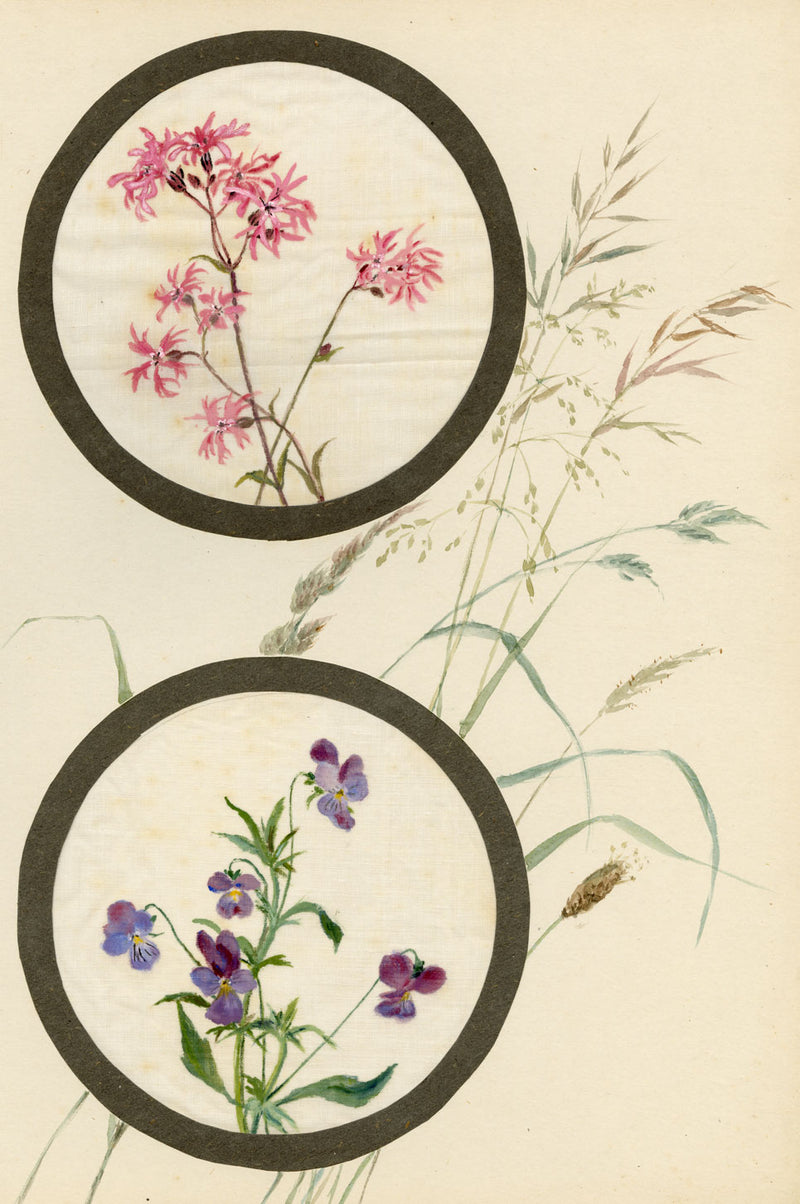 Ragged-Robin & Pansy Flower – Early 20th-century watercolour on linen gauze