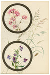 Ragged-Robin & Pansy Flower – Early 20th-century watercolour on linen gauze