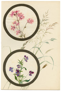 Ragged-Robin & Pansy Flower – Early 20th-century watercolour on linen gauze