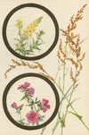 Toadflax & Musk-mallow Flower – Early 20th-century watercolour on linen gauze