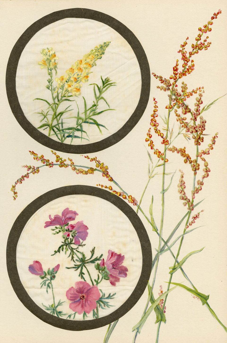 Toadflax & Musk-mallow Flower – Early 20th-century watercolour on linen gauze