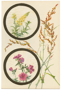 Toadflax & Musk-mallow Flower – Early 20th-century watercolour on linen gauze