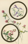 Tufted Vetch & Bramble Flower – Early 20th-century watercolour on linen gauze