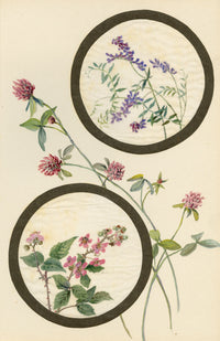 Tufted Vetch & Bramble Flower – Early 20th-century watercolour on linen gauze