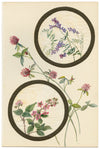 Tufted Vetch & Bramble Flower – Early 20th-century watercolour on linen gauze