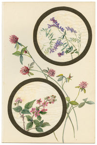 Tufted Vetch & Bramble Flower – Early 20th-century watercolour on linen gauze