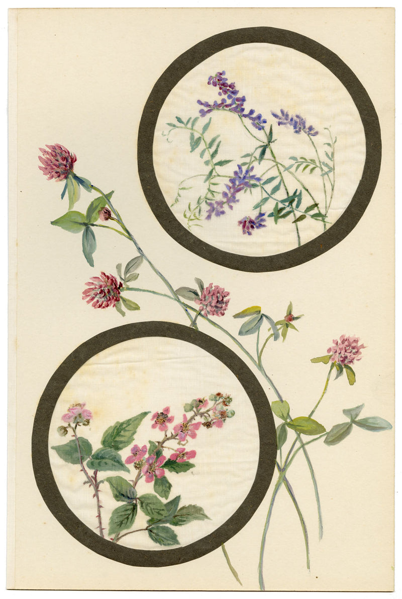 Tufted Vetch & Bramble Flower – Early 20th-century watercolour on linen gauze