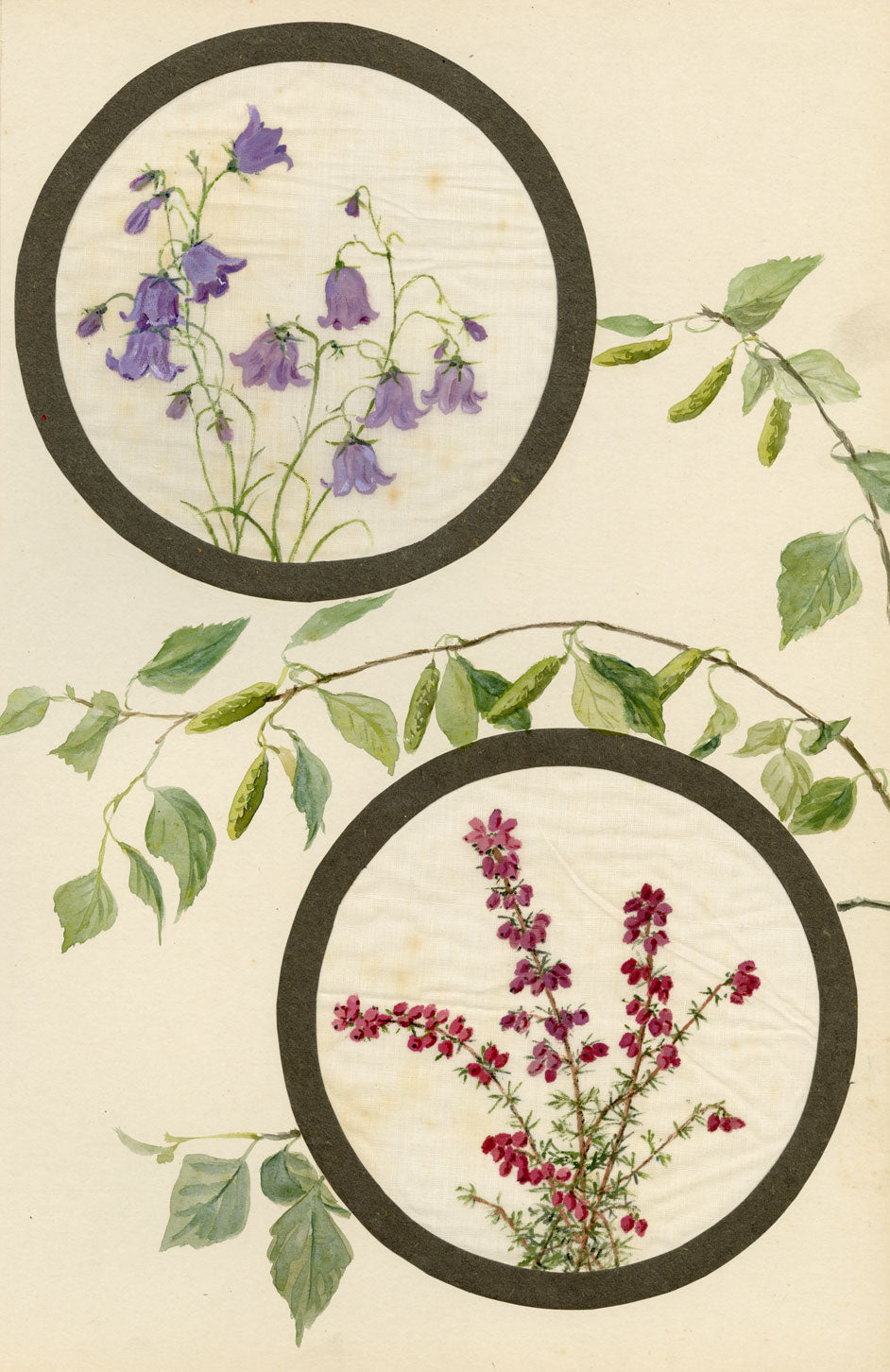 Harebell & Bell Heather Flower – Early 20th-century watercolour on linen gauze
