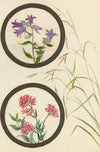 Bellflower & Red Valerian Flower – Early 20th-century watercolour on linen gauze