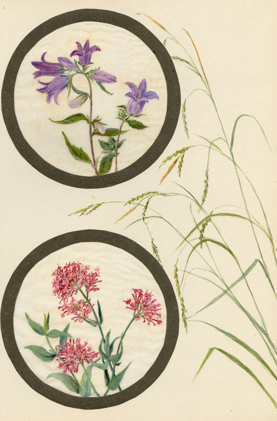 Bellflower & Red Valerian Flower – Early 20th-century watercolour on linen gauze