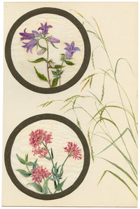 Bellflower & Red Valerian Flower – Early 20th-century watercolour on linen gauze