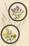 Knapweed & Tansy Flower – Early 20th-century watercolour on linen gauze