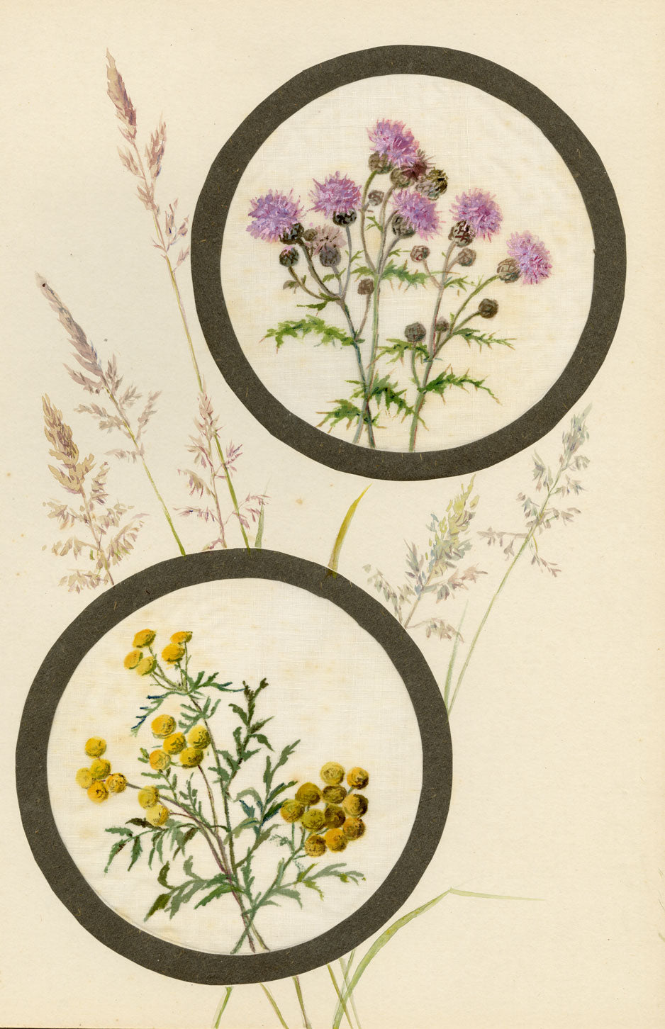 Knapweed & Tansy Flower – Early 20th-century watercolour on linen gauze