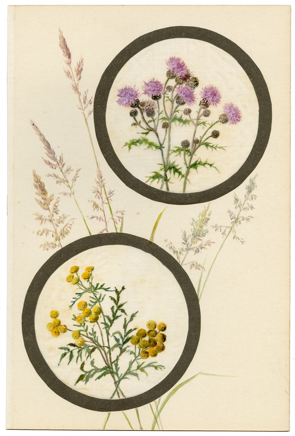 Knapweed & Tansy Flower – Early 20th-century watercolour on linen gauze