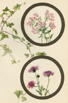 Centaury & Knapweed Flower – Early 20th-century watercolour on linen gauze