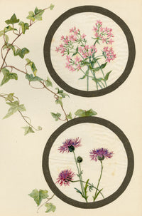 Centaury & Knapweed Flower – Early 20th-century watercolour on linen gauze