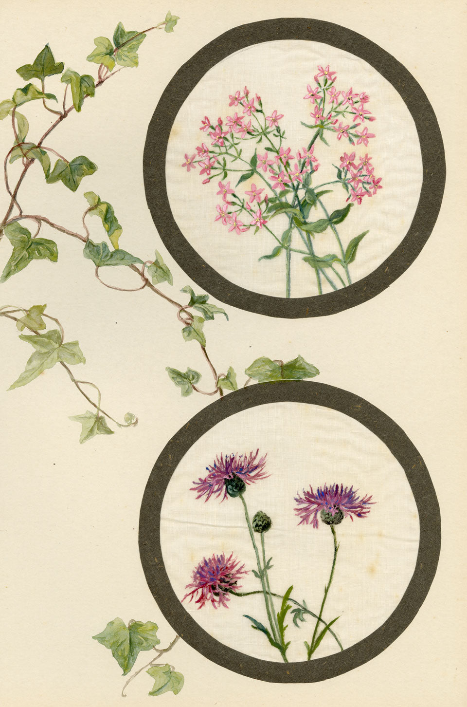 Centaury & Knapweed Flower – Early 20th-century watercolour on linen gauze