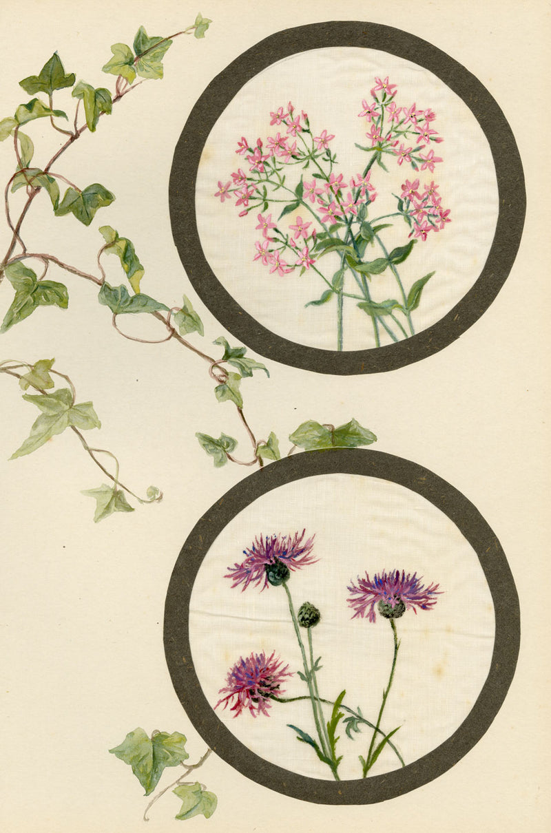 Centaury & Knapweed Flower – Early 20th-century watercolour on linen gauze