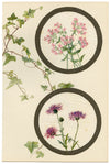 Centaury & Knapweed Flower – Early 20th-century watercolour on linen gauze