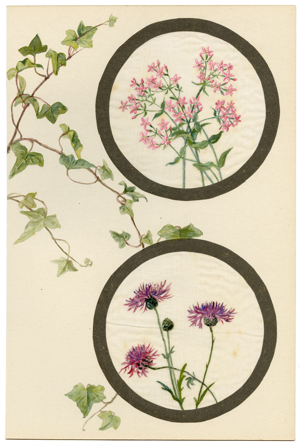 Centaury & Knapweed Flower – Early 20th-century watercolour on linen gauze