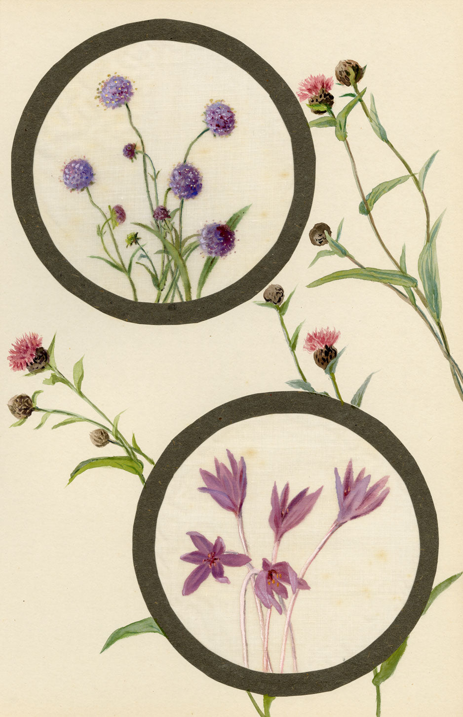 Devil's-bit & Meadow Saffron Flower – Early C20th watercolour on linen gauze