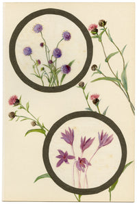 Devil's-bit & Meadow Saffron Flower – Early C20th watercolour on linen gauze