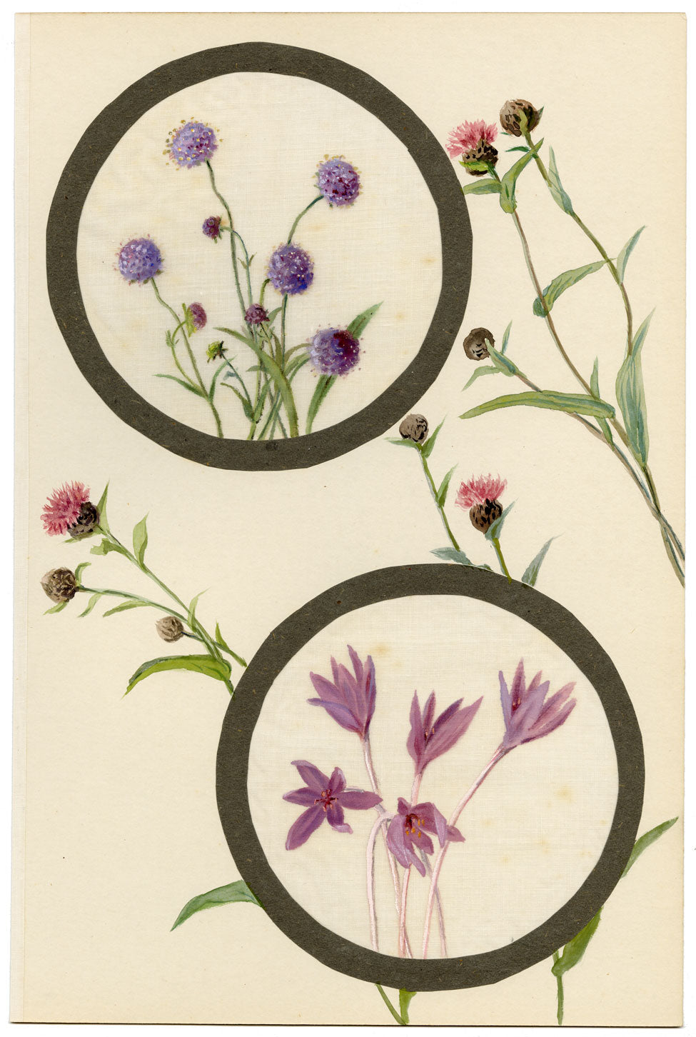 Devil's-bit & Meadow Saffron Flower – Early C20th watercolour on linen gauze