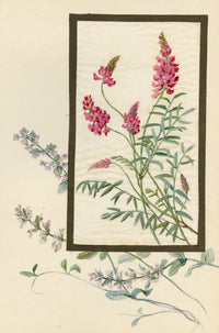 Sainfoin Flower – Early 20th-century watercolour painting on linen gauze